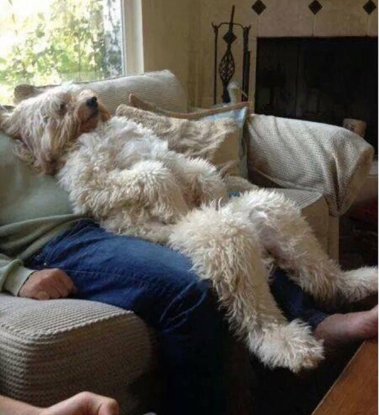 funny dog photos