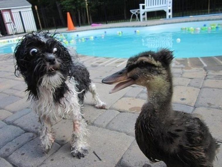 funny dog photos