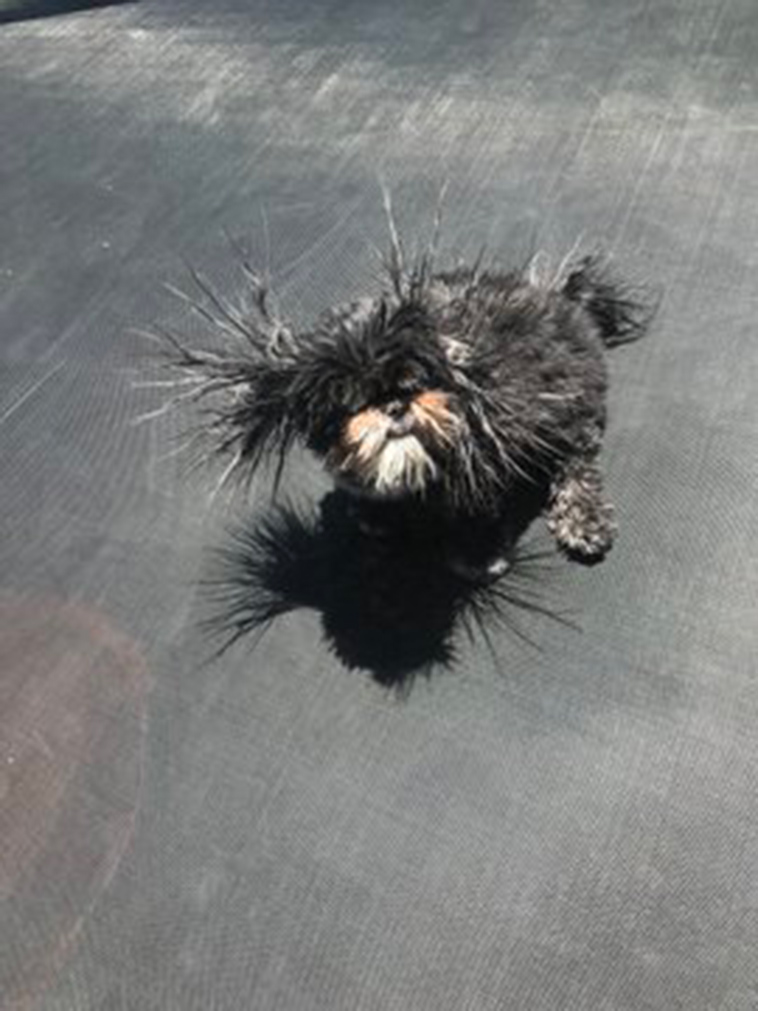 funny dog photos