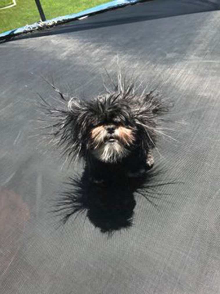 funny dog photos