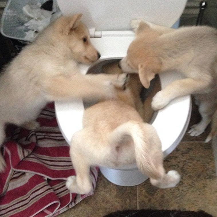 funny dog photos