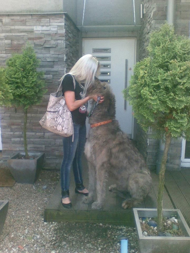Irish Wolfhounds
