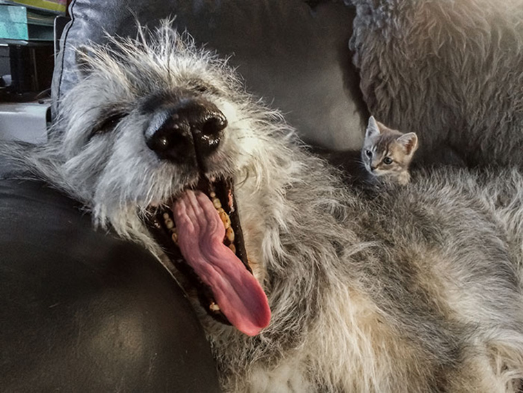 Irish Wolfhounds