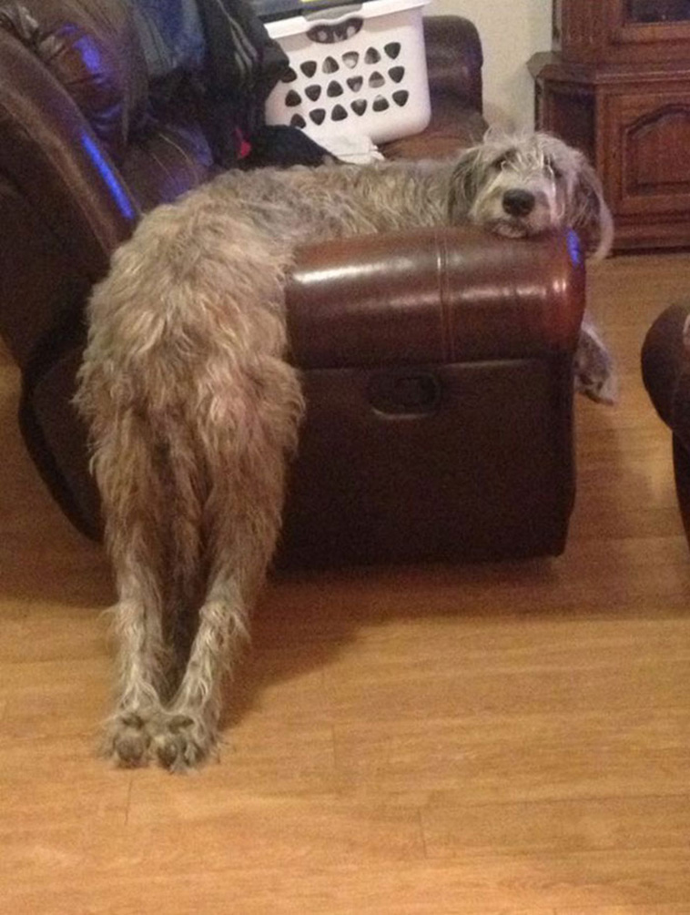 Irish Wolfhounds