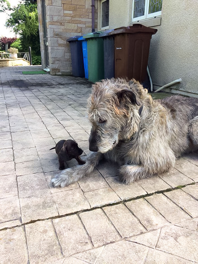 Irish Wolfhounds