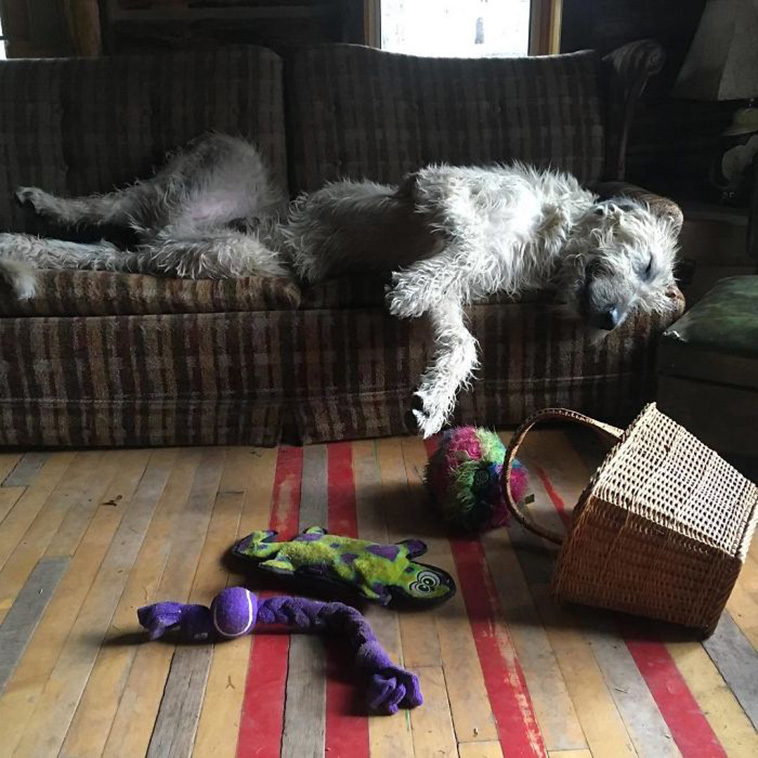 Irish Wolfhounds