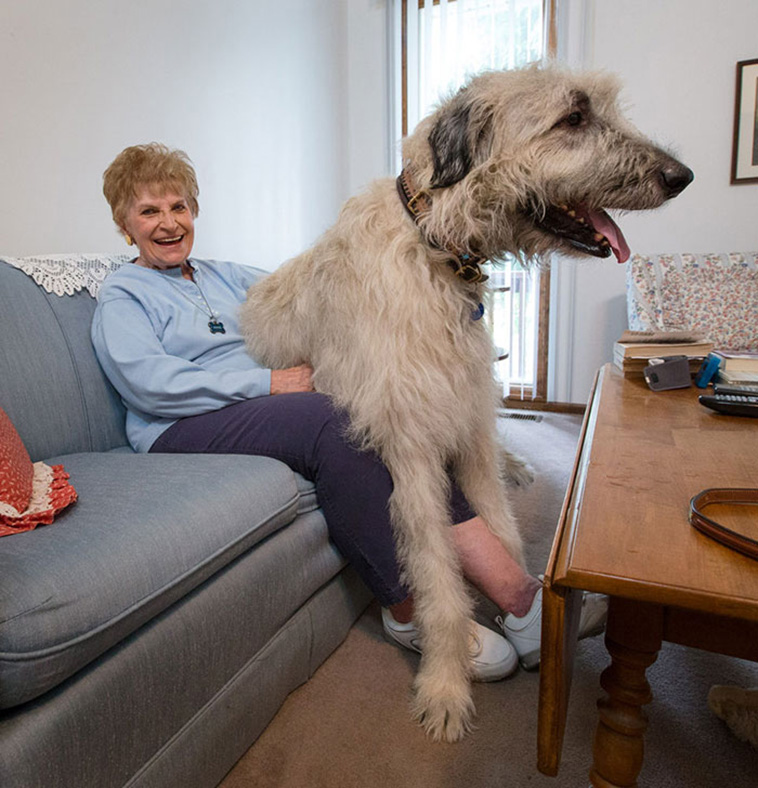 Irish Wolfhounds