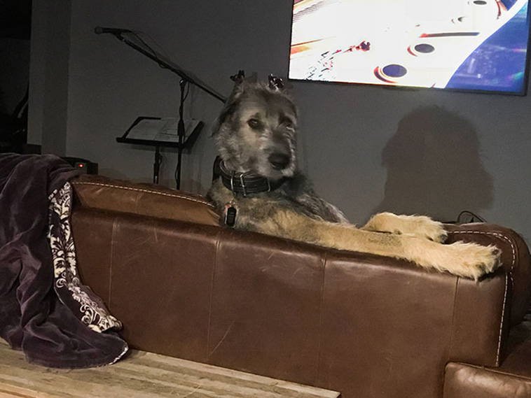 Irish Wolfhounds