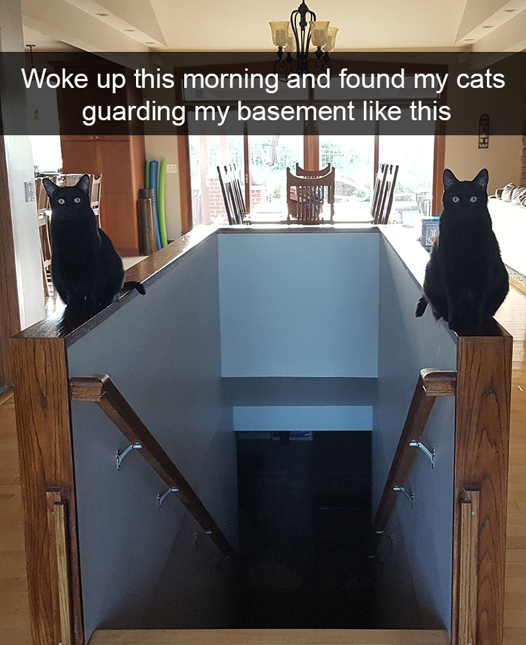 hilarious-cat-snapchats