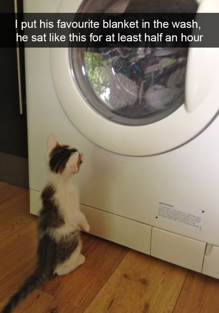 hilarious-cat-snapchats