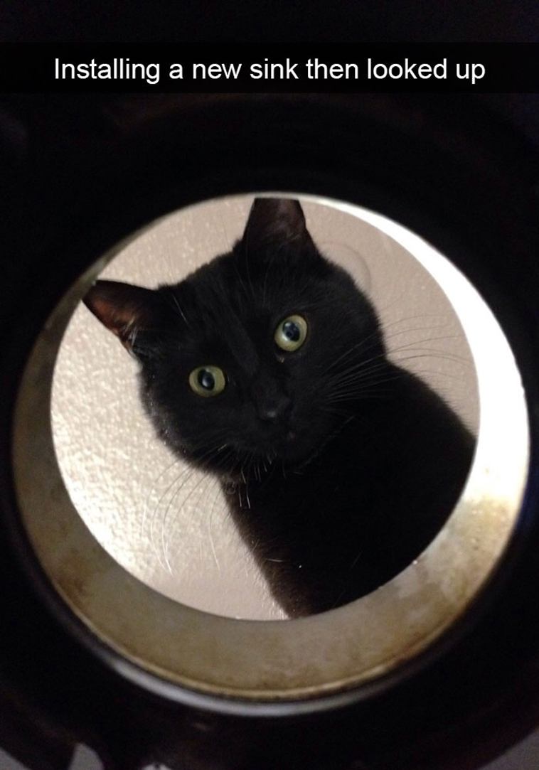 hilarious-cat-snapchats