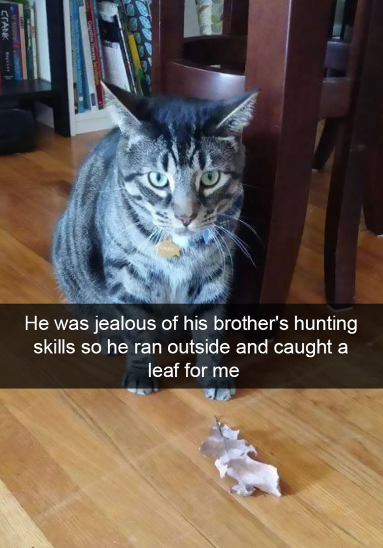 hilarious-cat-snapchats