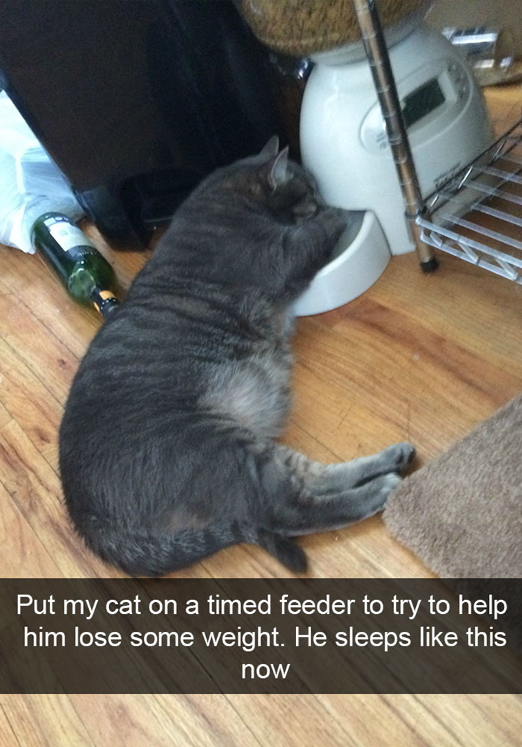 hilarious-cat-snapchats