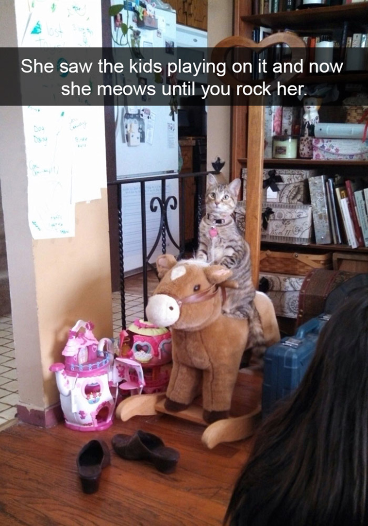 hilarious-cat-snapchats
