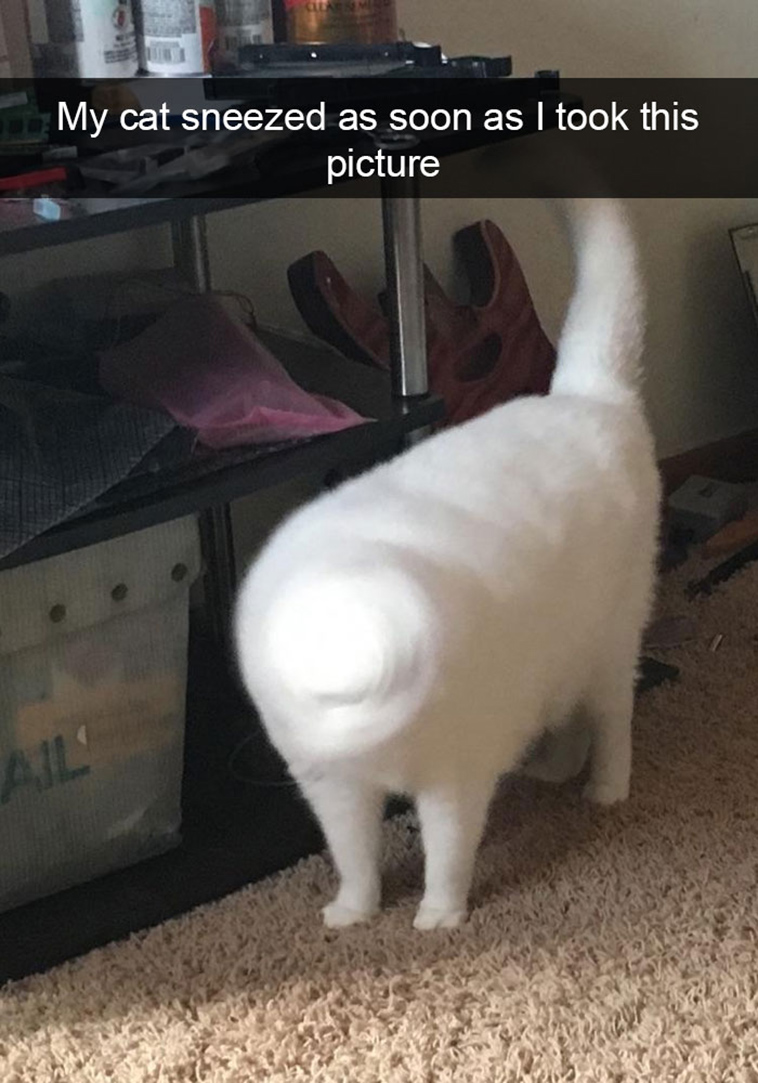 hilarious-cat-snapchats