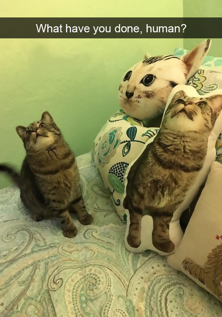 hilarious-cat-snapchats