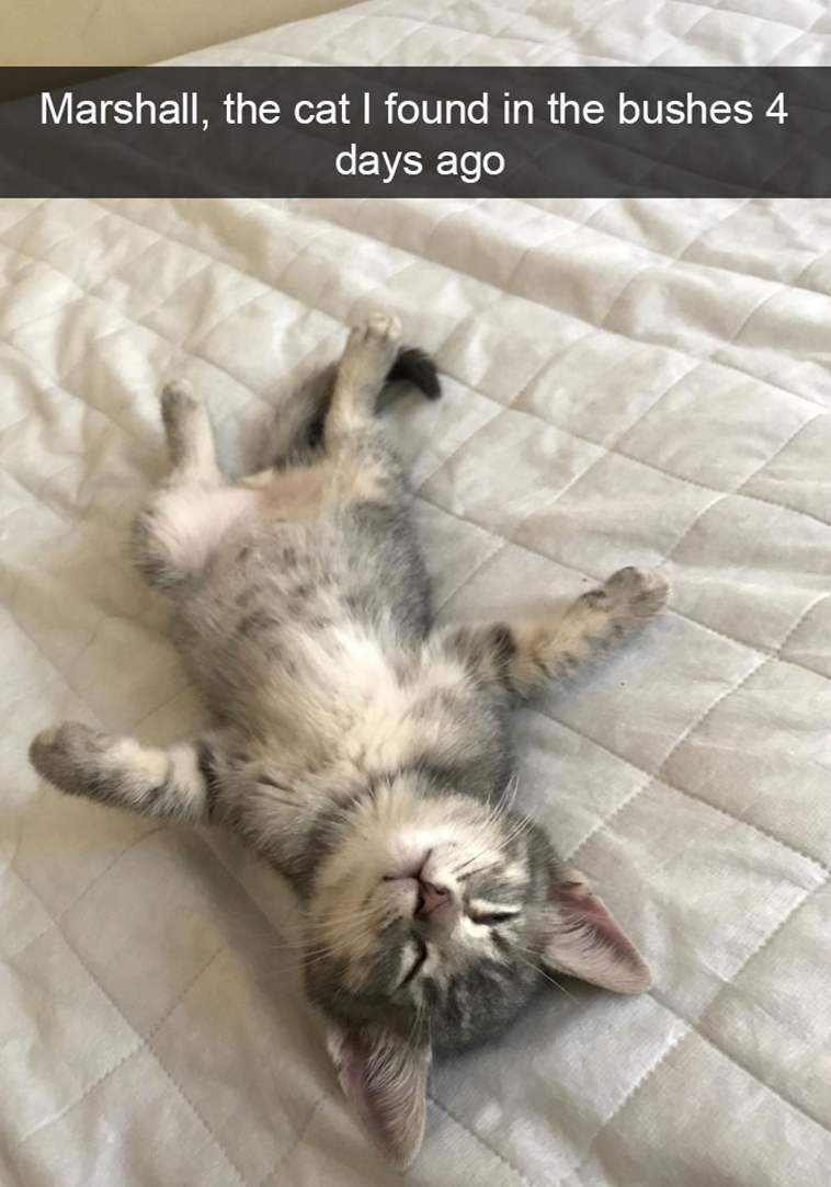 hilarious-cat-snapchats