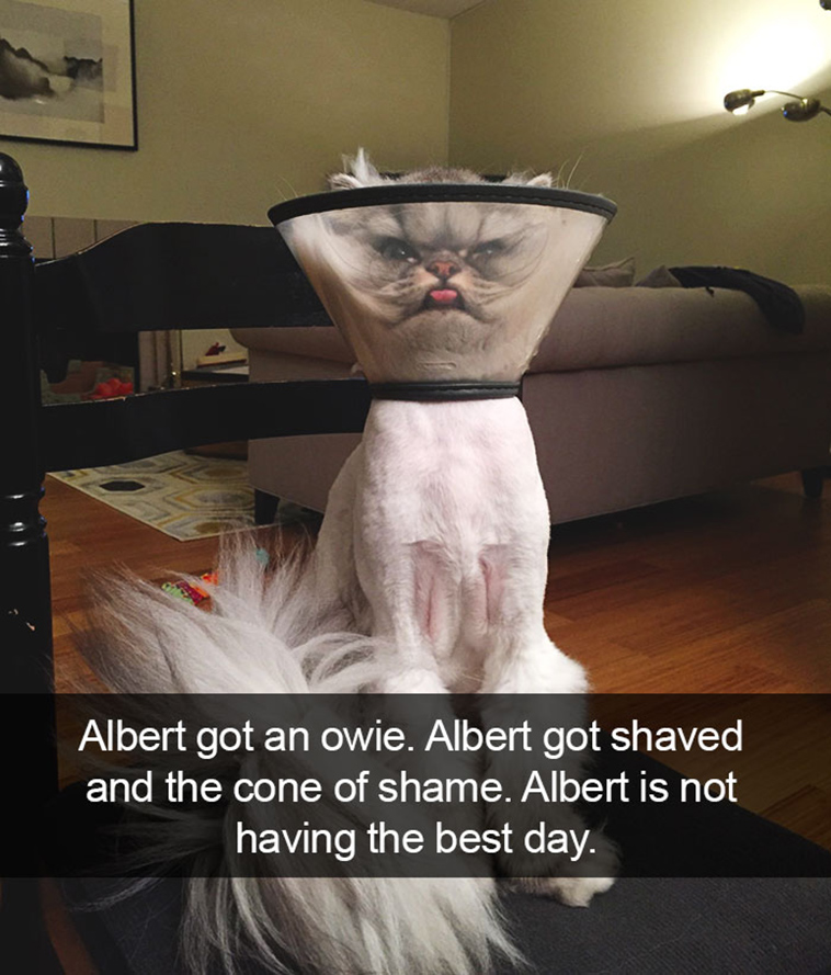 hilarious-cat-snapchats