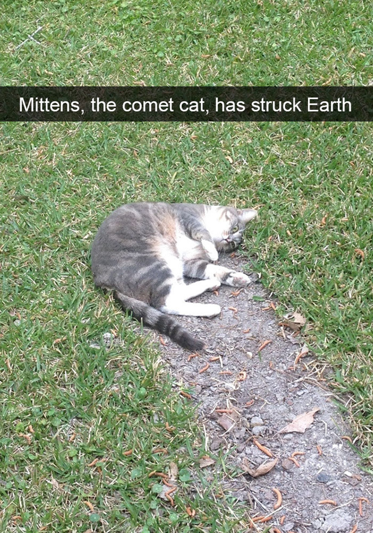 hilarious-cat-snapchats