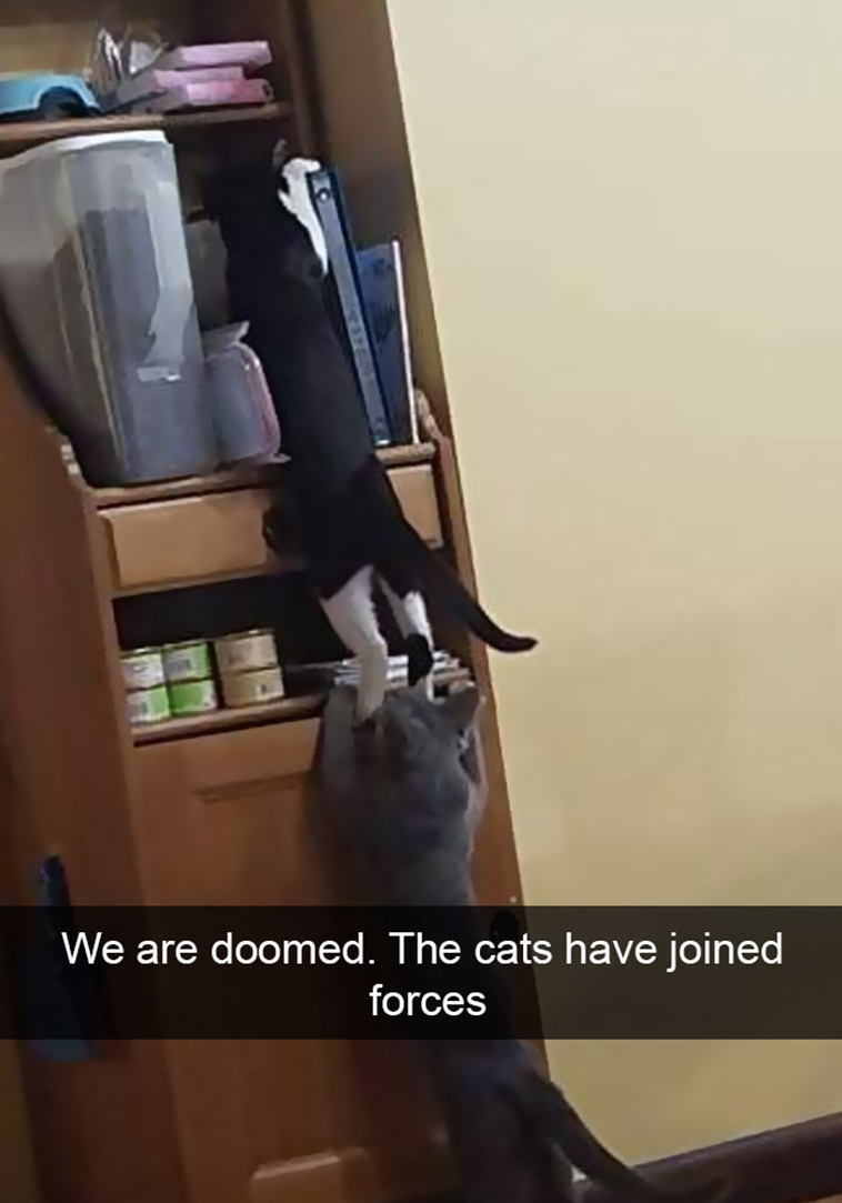 hilarious-cat-snapchats