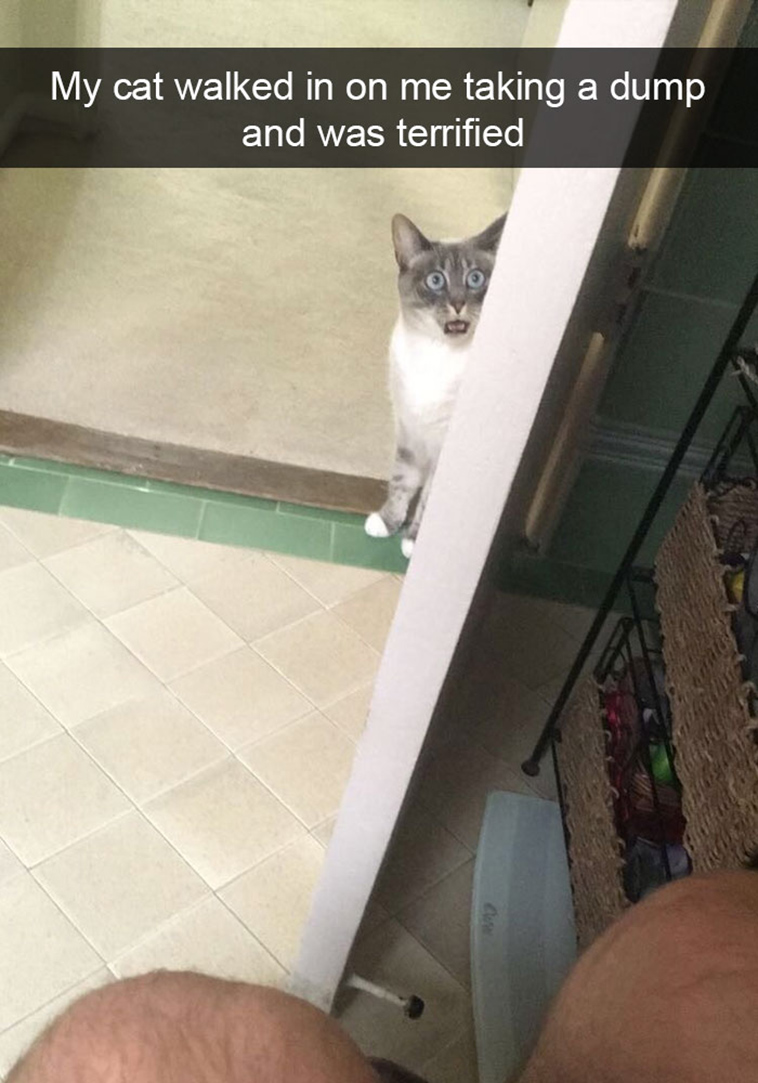 hilarious-cat-snapchats