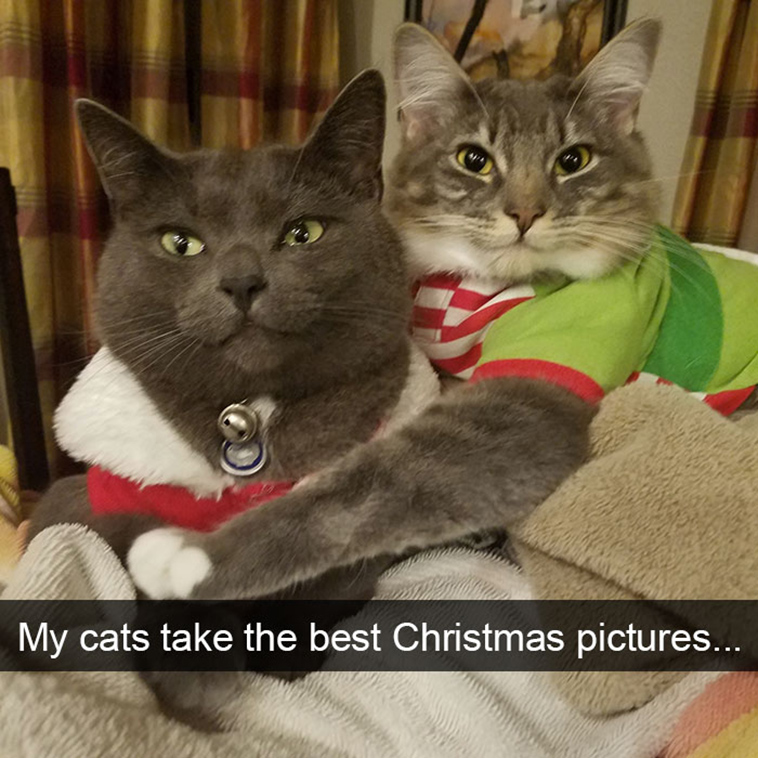 hilarious-cat-snapchats