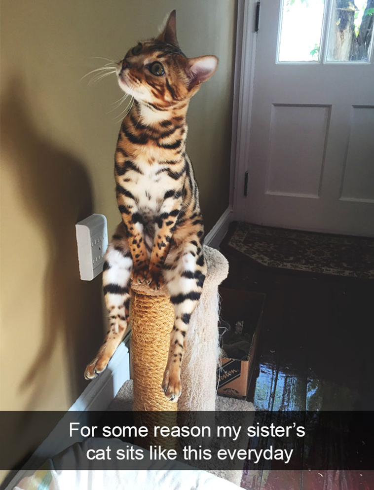 hilarious-cat-snapchats