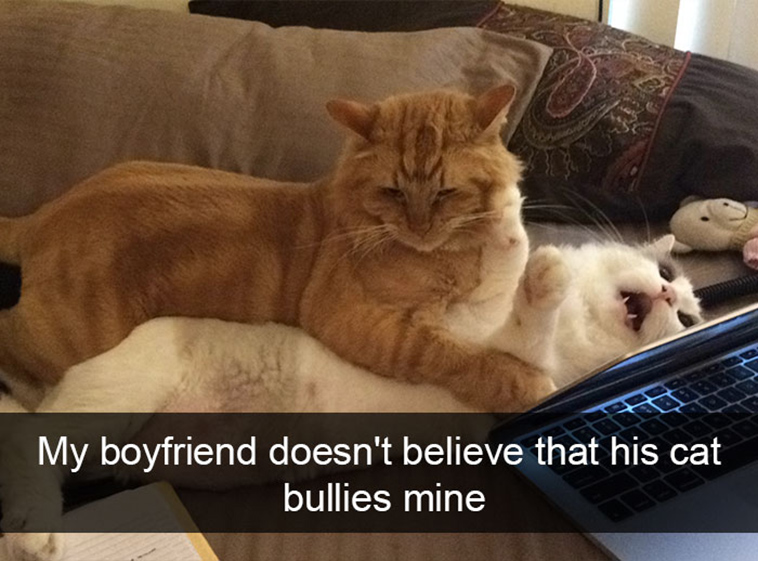 hilarious-cat-snapchats