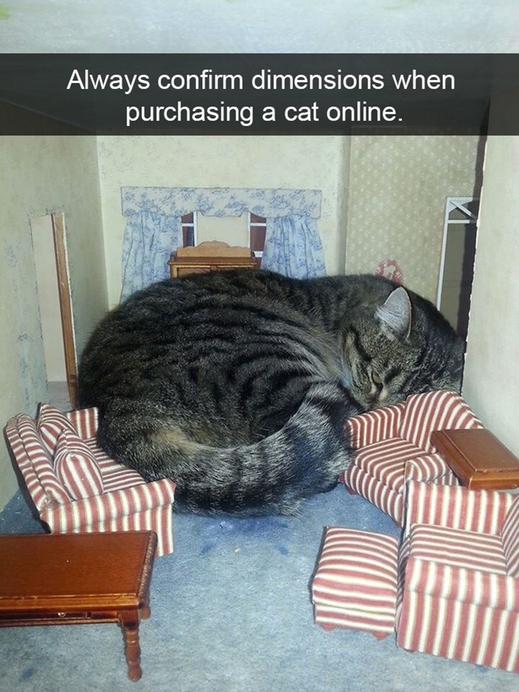 hilarious-cat-snapchats