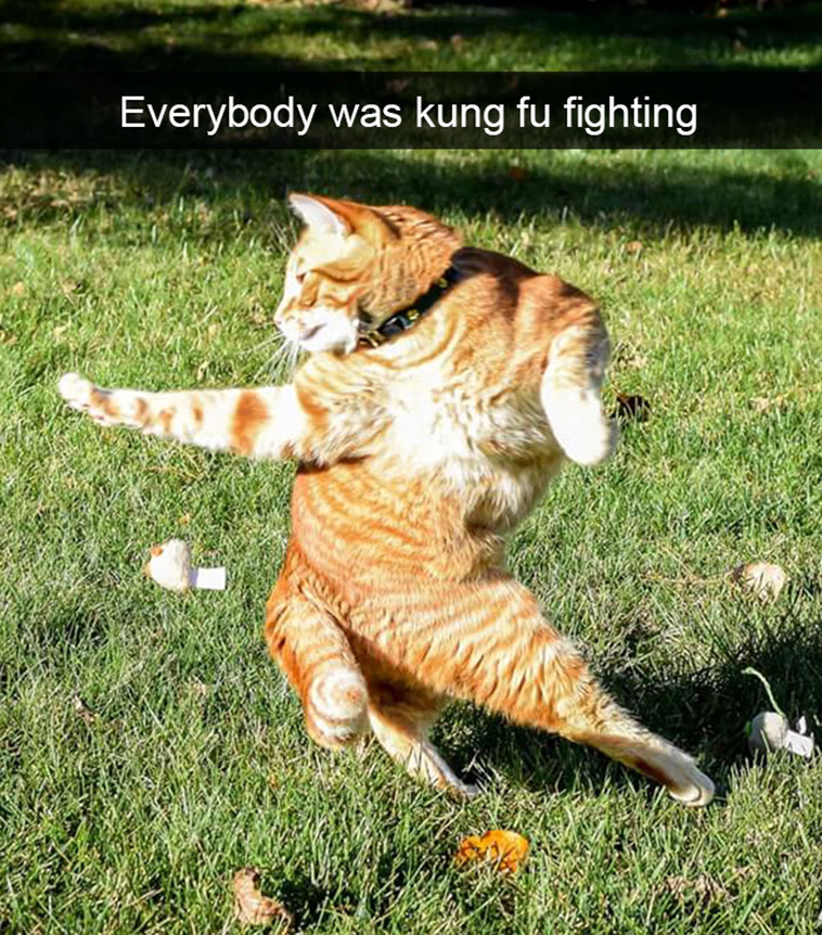 hilarious-cat-snapchats