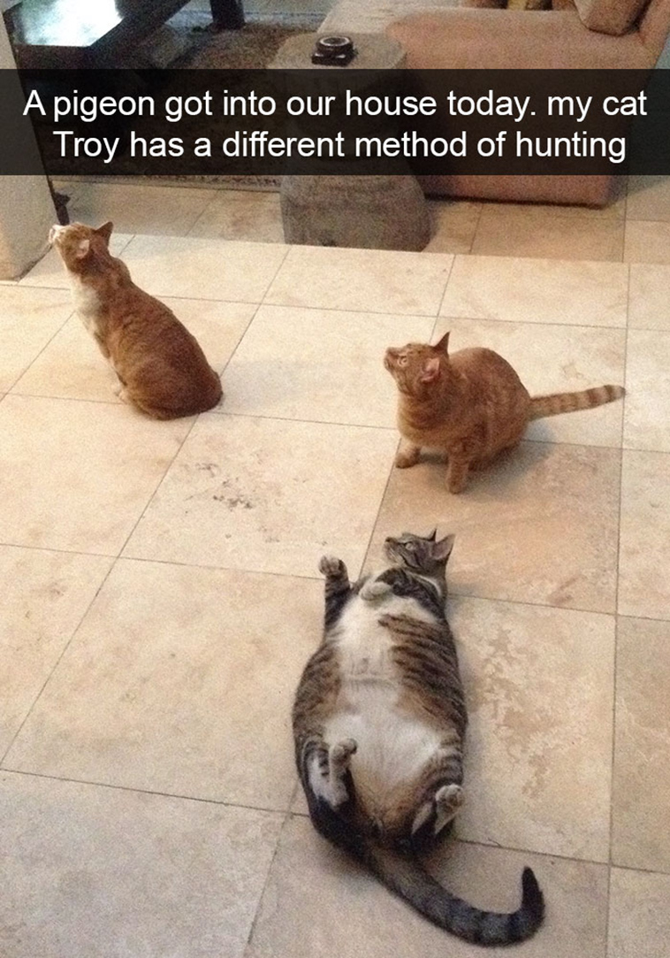 hilarious-cat-snapchats