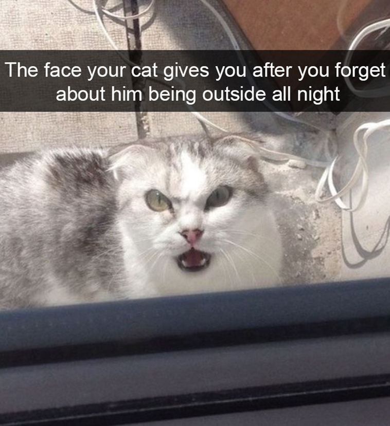 hilarious-cat-snapchats