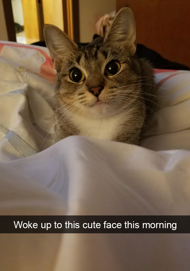 hilarious-cat-snapchats