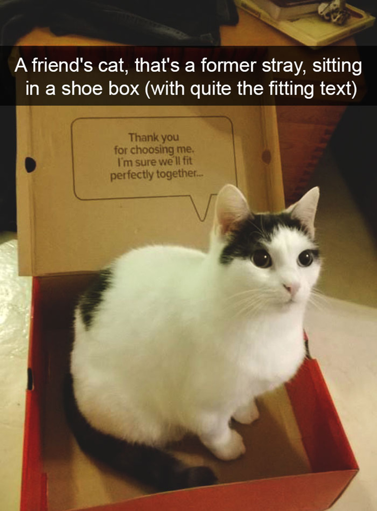 hilarious-cat-snapchats