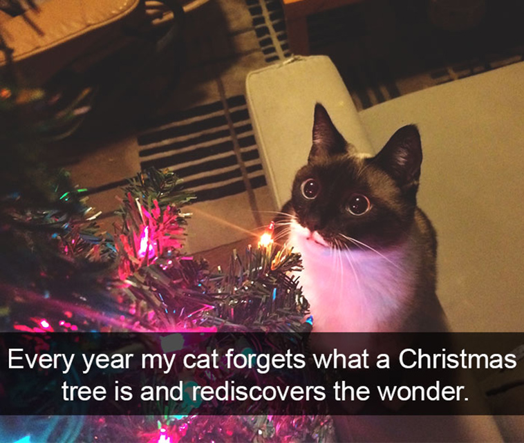 hilarious-cat-snapchats
