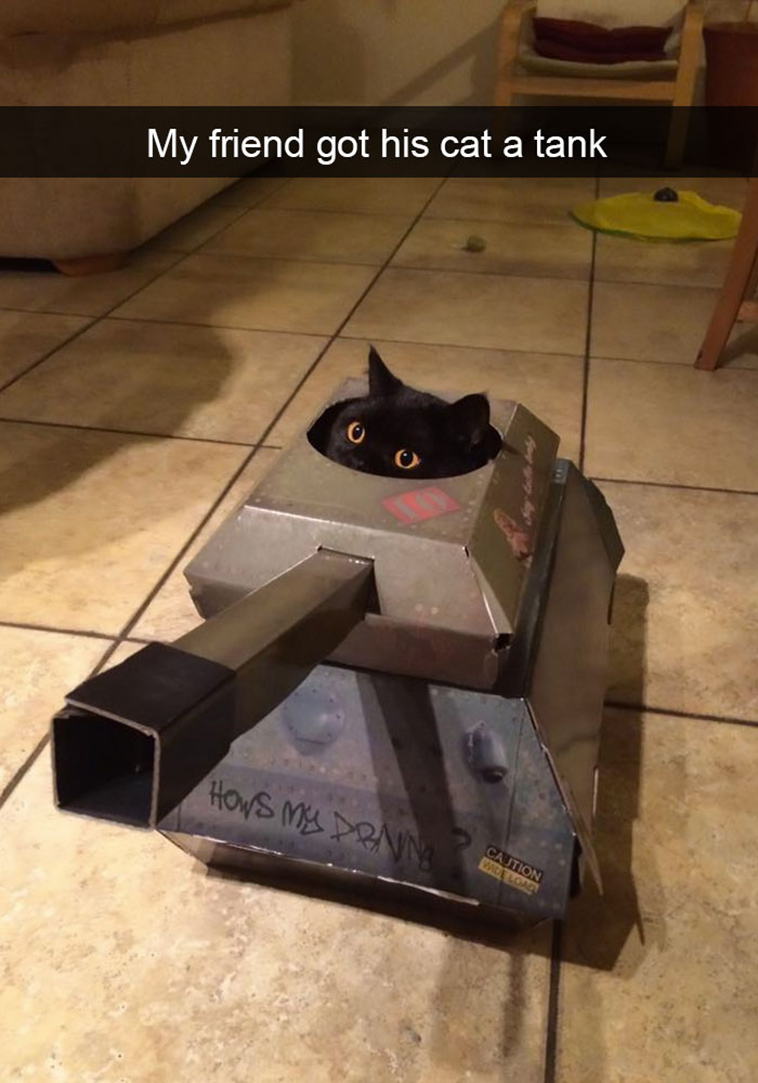 hilarious-cat-snapchats