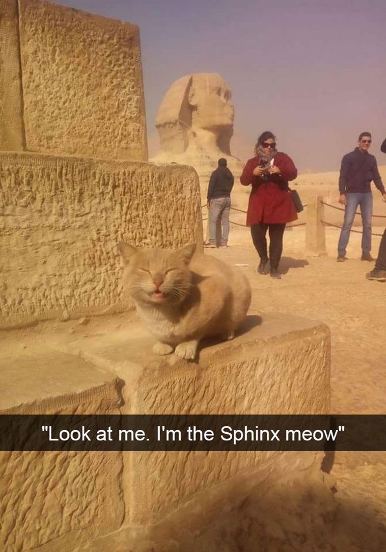 hilarious-cat-snapchats