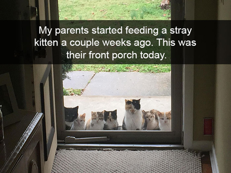 hilarious-cat-snapchats