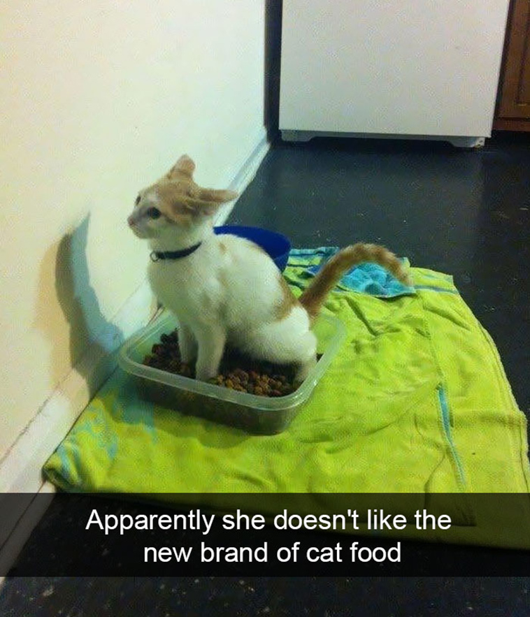 hilarious-cat-snapchats