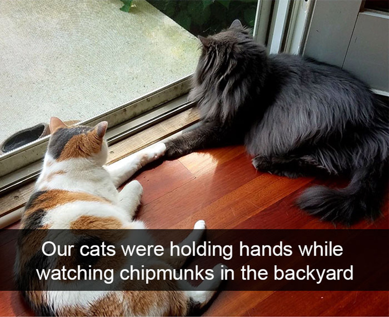 hilarious-cat-snapchats