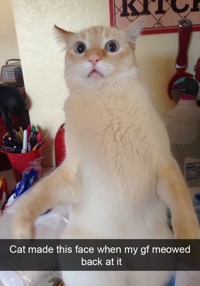 hilarious-cat-snapchats