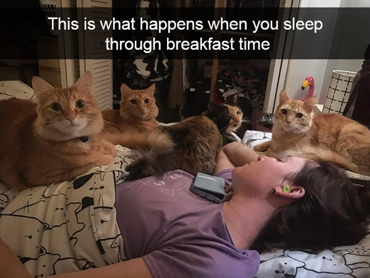 hilarious-cat-snapchats