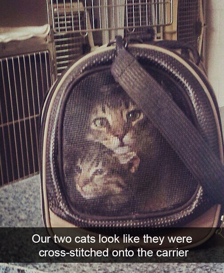 hilarious-cat-snapchats
