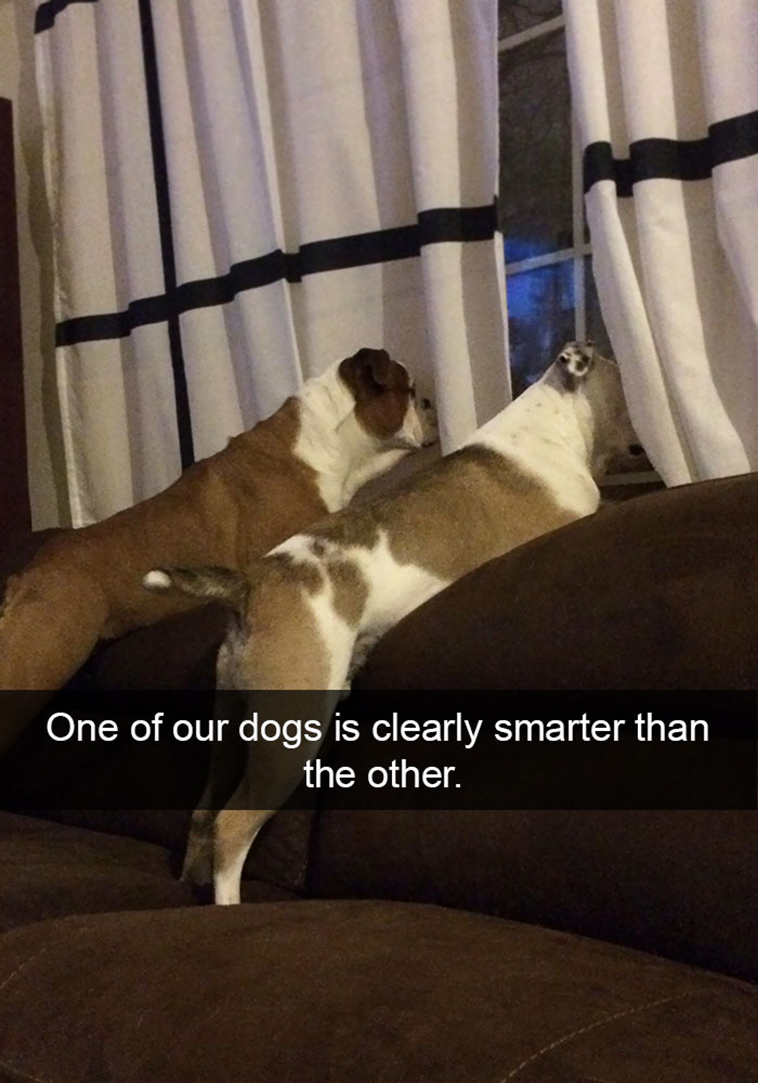 hilarious-dog-snapchats-funny