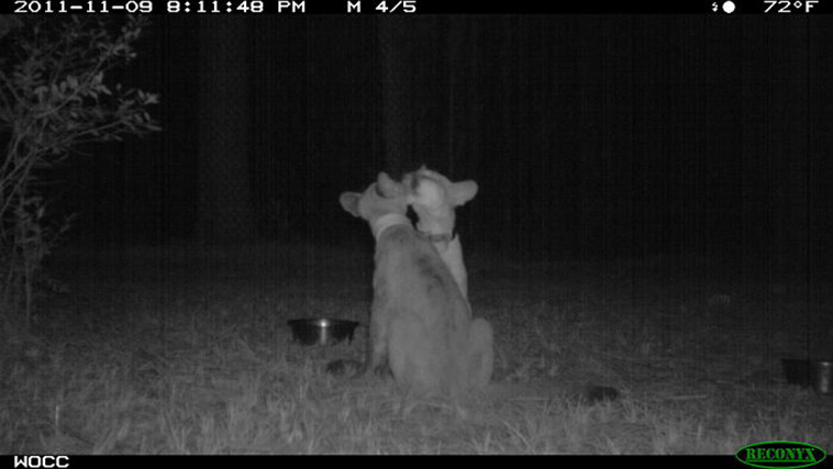 Wild Animal Pictures Taken By Hidden Cameras