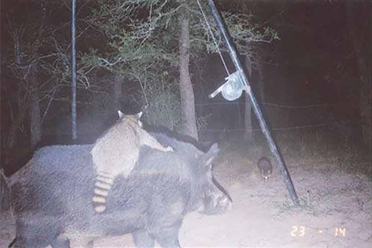 Wild Animal Pictures Taken By Hidden Cameras