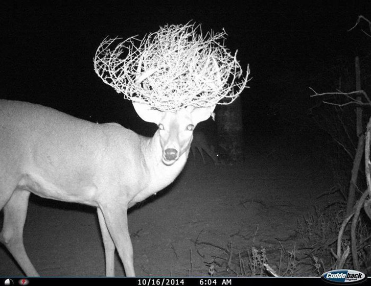 Wild Animal Pictures Taken By Hidden Cameras