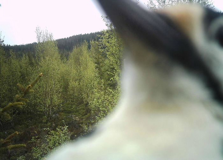 Wild Animal Pictures Taken By Hidden Cameras