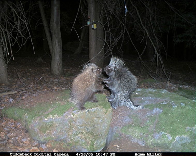 Wild Animal Pictures Taken By Hidden Cameras