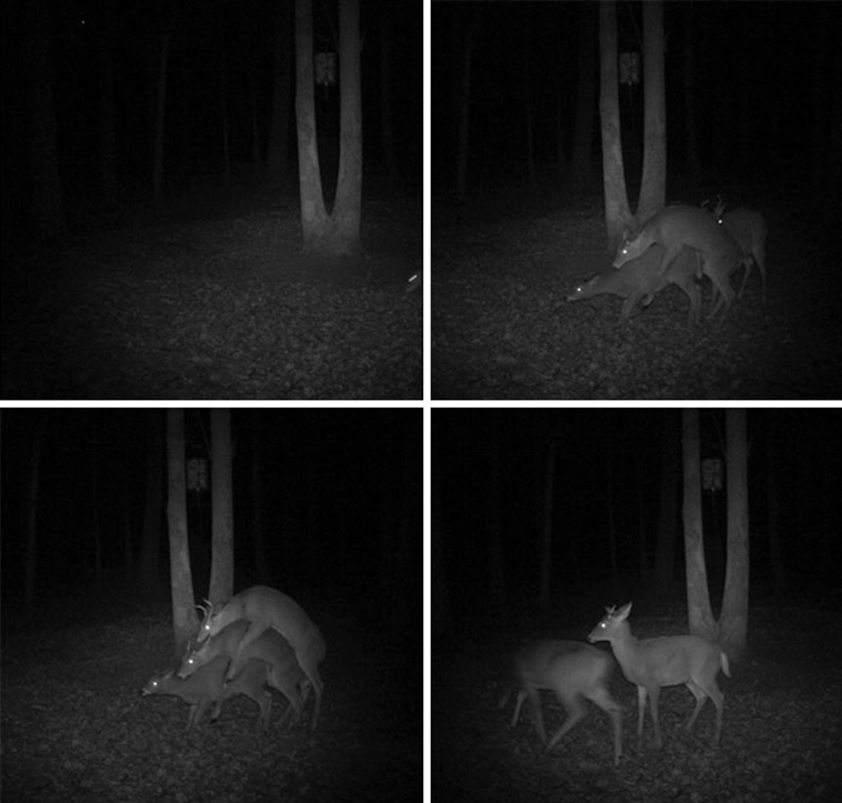 Wild Animal Pictures Taken By Hidden Cameras